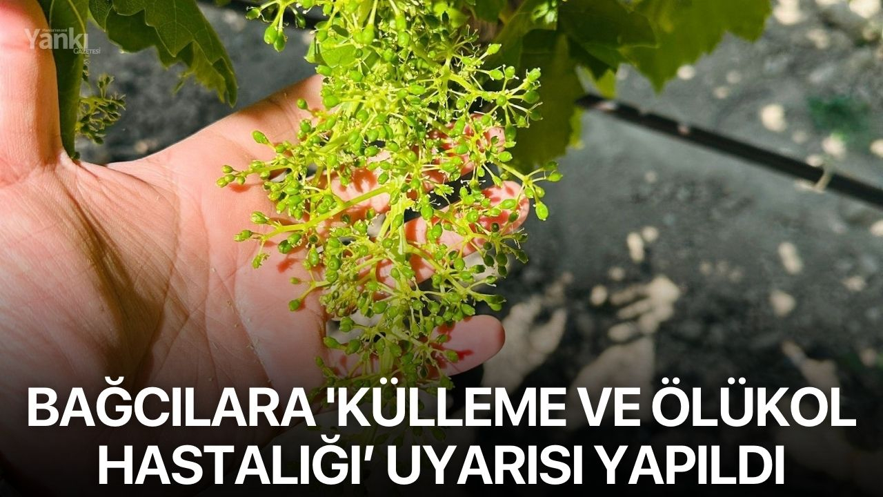 Bağcılara 'Külleme ve Ölükol Hastalığı’ uyarısı yapıldı