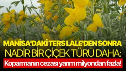Manisa'daki Ters Lale'den sonra bir nadir çiçek türü daha: Koparmanın cezası yarım milyondan fazla!