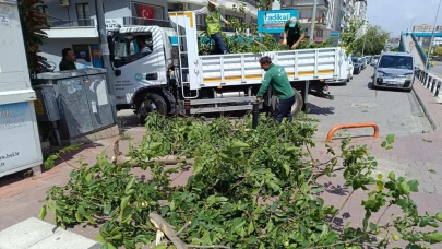 Manisa'da Fırtınanın Zarar Verdiği Ağaçlar Kaldırıldı