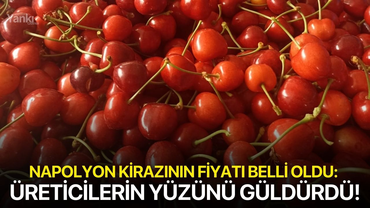 Napolyon kirazının fiyatı belli oldu: Üreticilerin yüzünü güldürdü!
