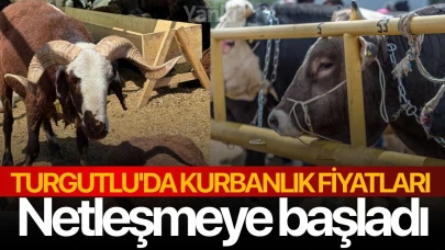 Turgutlu'da kurbanlık fiyatları netleşmeye başladı