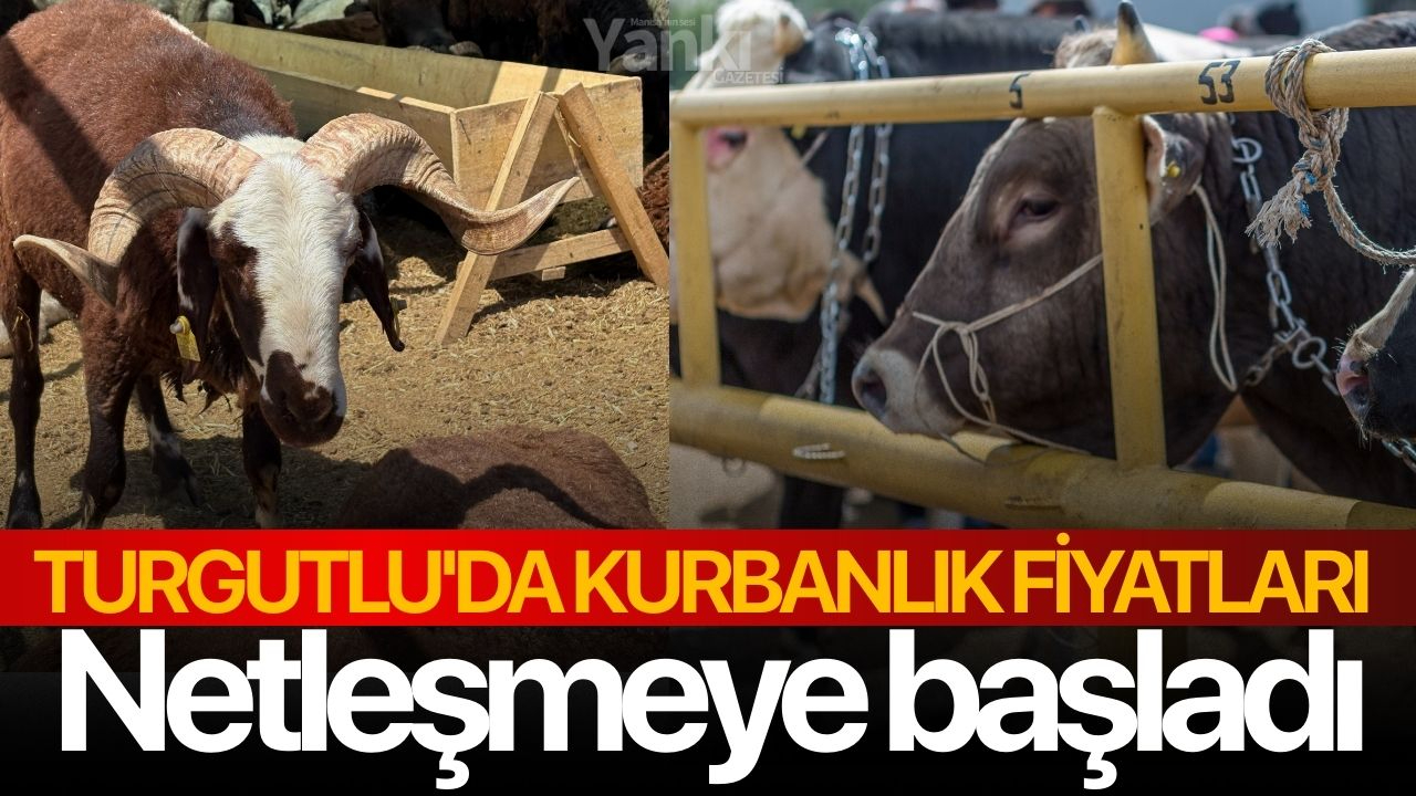 Turgutlu'da kurbanlık fiyatları netleşmeye başladı