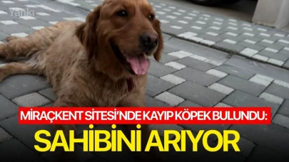 Miraçkent Sitesi’nde kayıp köpek bulundu: Sahibini arıyor