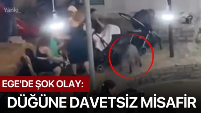 Ege'de şok olay: Düğüne davetsiz misafir