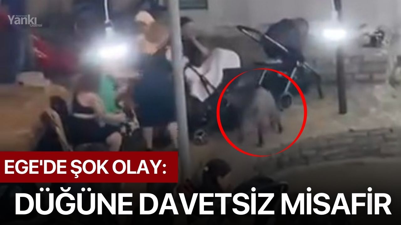 Ege'de şok olay: Düğüne davetsiz misafir