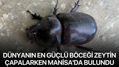 Dünyanın en güçlü böceği zeytin çapalarken Manisa'da bulundu