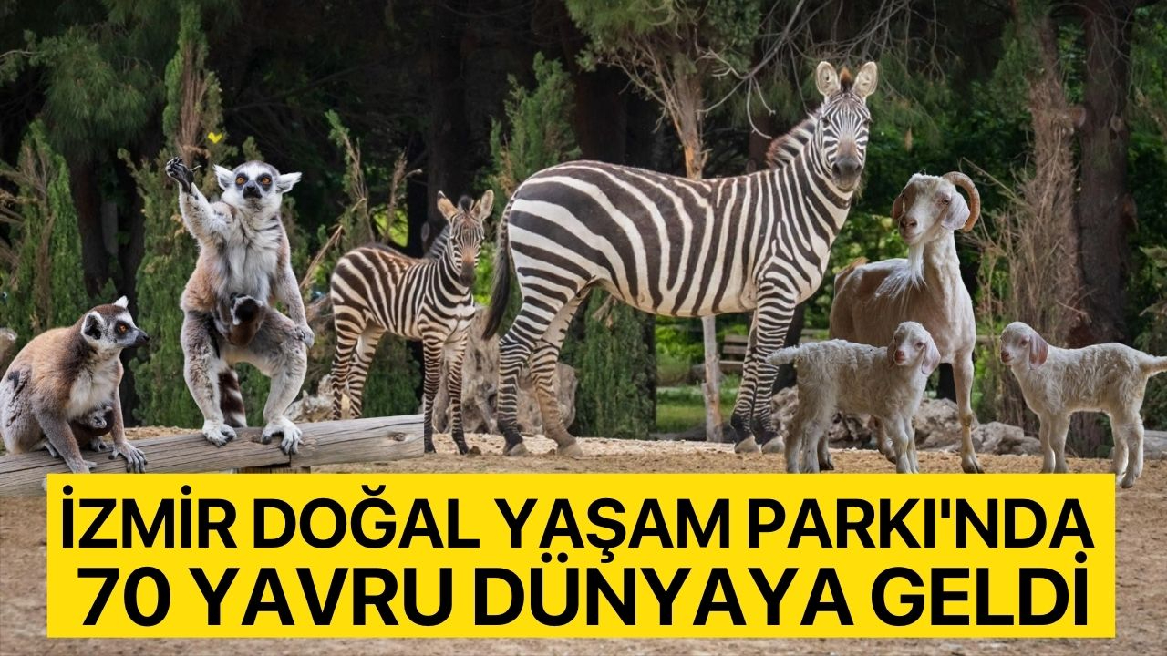 İzmir Doğal Yaşam Parkı'nda 70 yavru dünyaya geldi