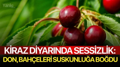 Kiraz Diyarında Sessizlik: Don, Bahçeleri Suskunluğa Boğdu
