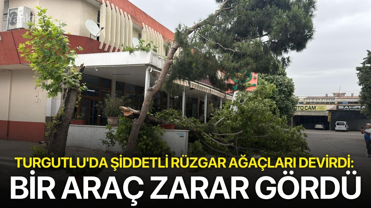 Turgutlu'da Şiddetli Rüzgar Ağaçları Devirdi: Bir Araç Zarar Gördü