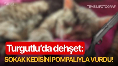 Turgutlu’da dehşet: Sokak kedisini pompalıyla vurdu!