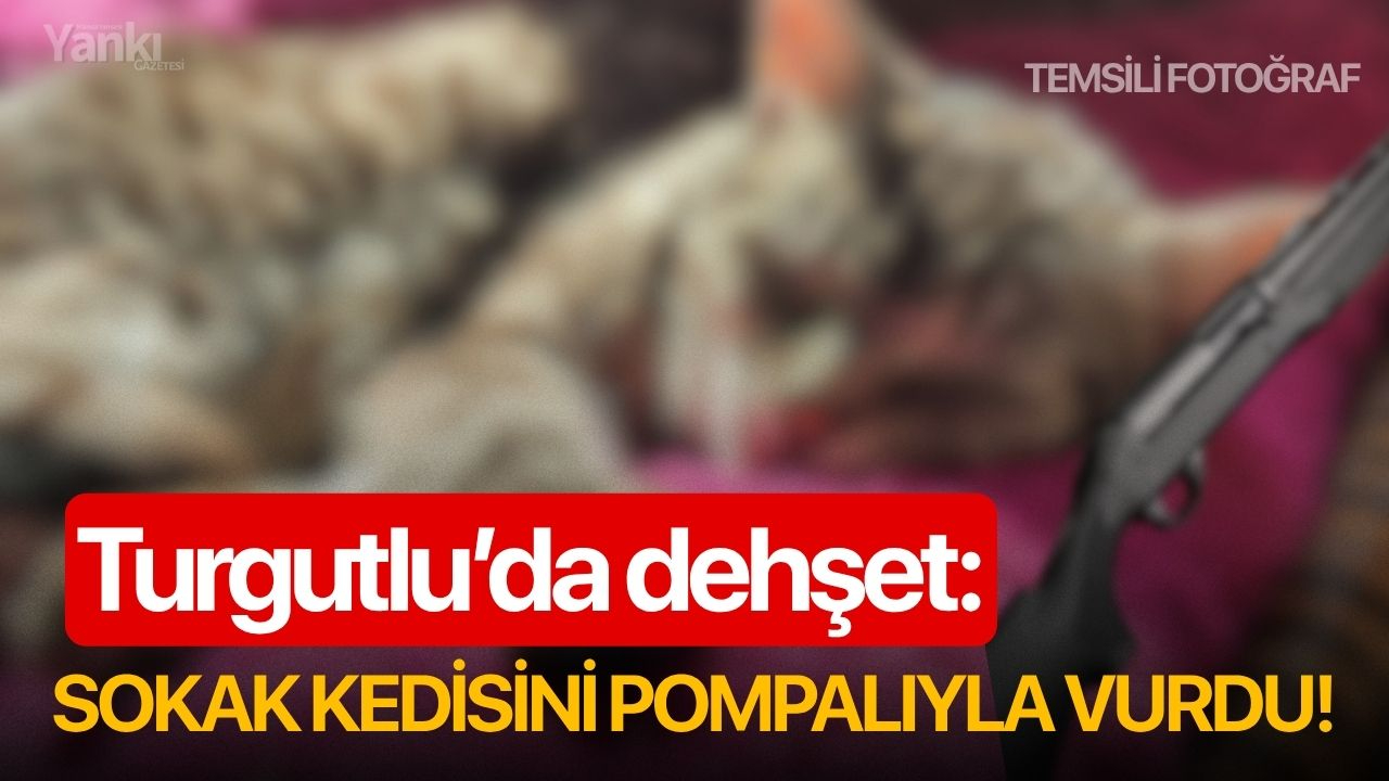 Turgutlu’da dehşet: Sokak kedisini pompalıyla vurdu!