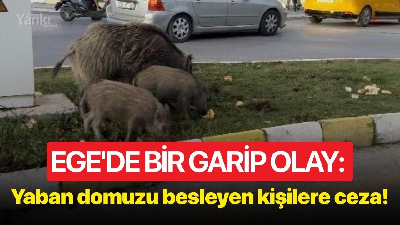 Ege'de bir garip olay: Yaban domuzu besleyen kişilere ceza!