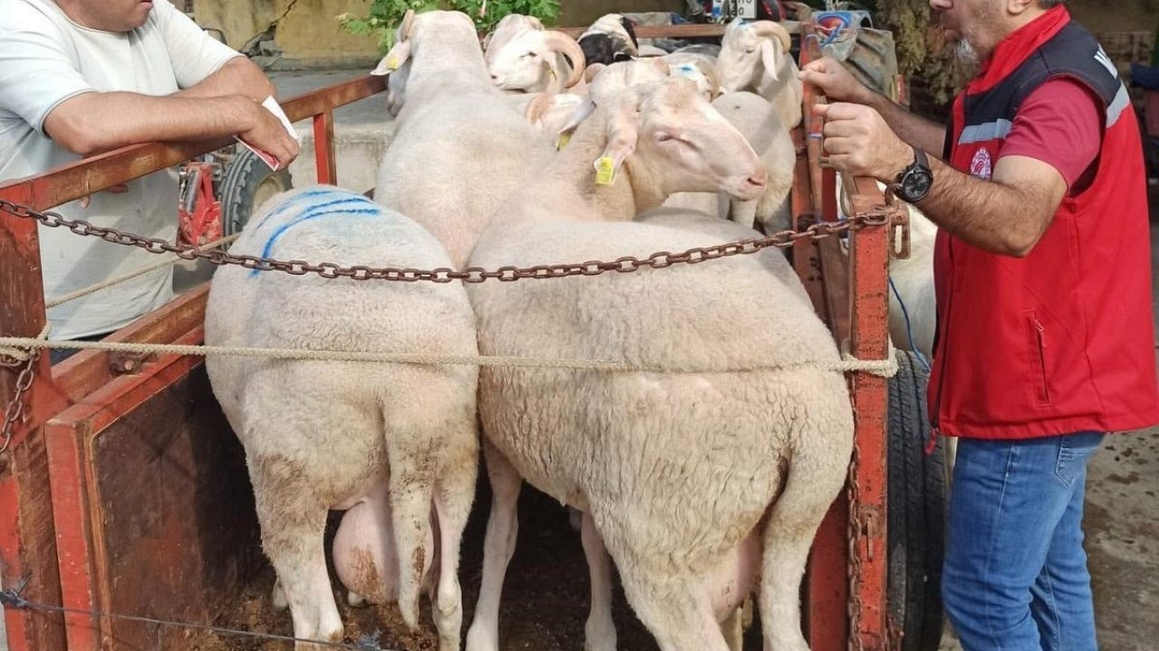 İlçede hayvan pazarında bayram öncesi sıkı denetim
