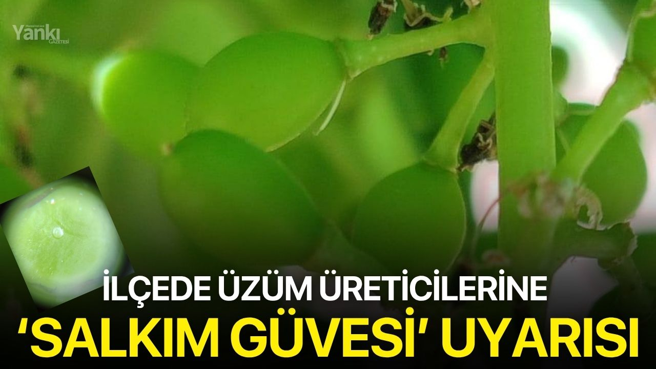 İlçede üzüm üreticilerine ‘Salkım Güvesi’ uyarısı