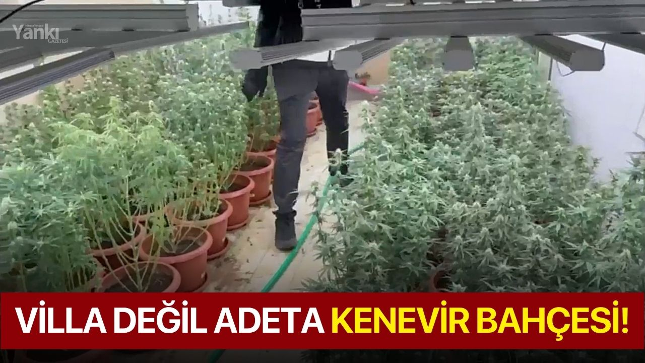 Villa değil adeta kenevir bahçesi!
