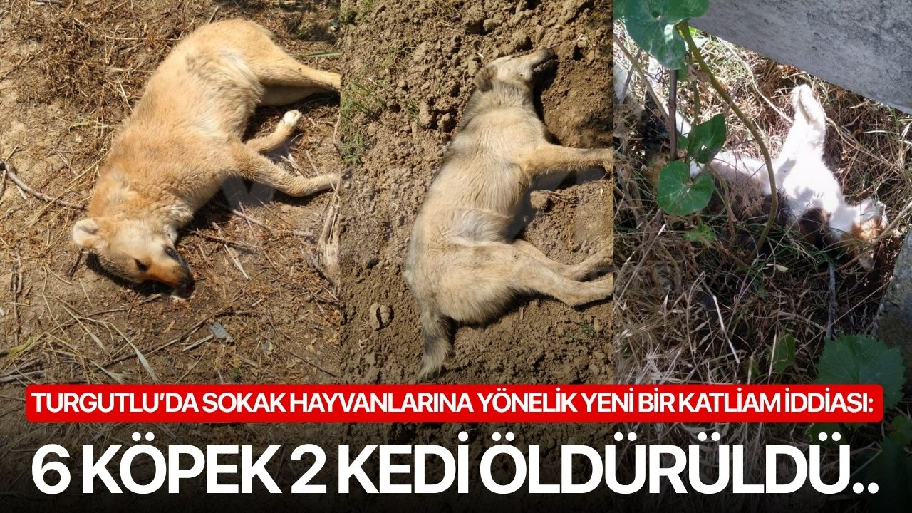 Turgutlu’da sokak hayvanlarına yönelik yeni bir katliam iddiası: 6 köpek 2 kedi öldürüldü..