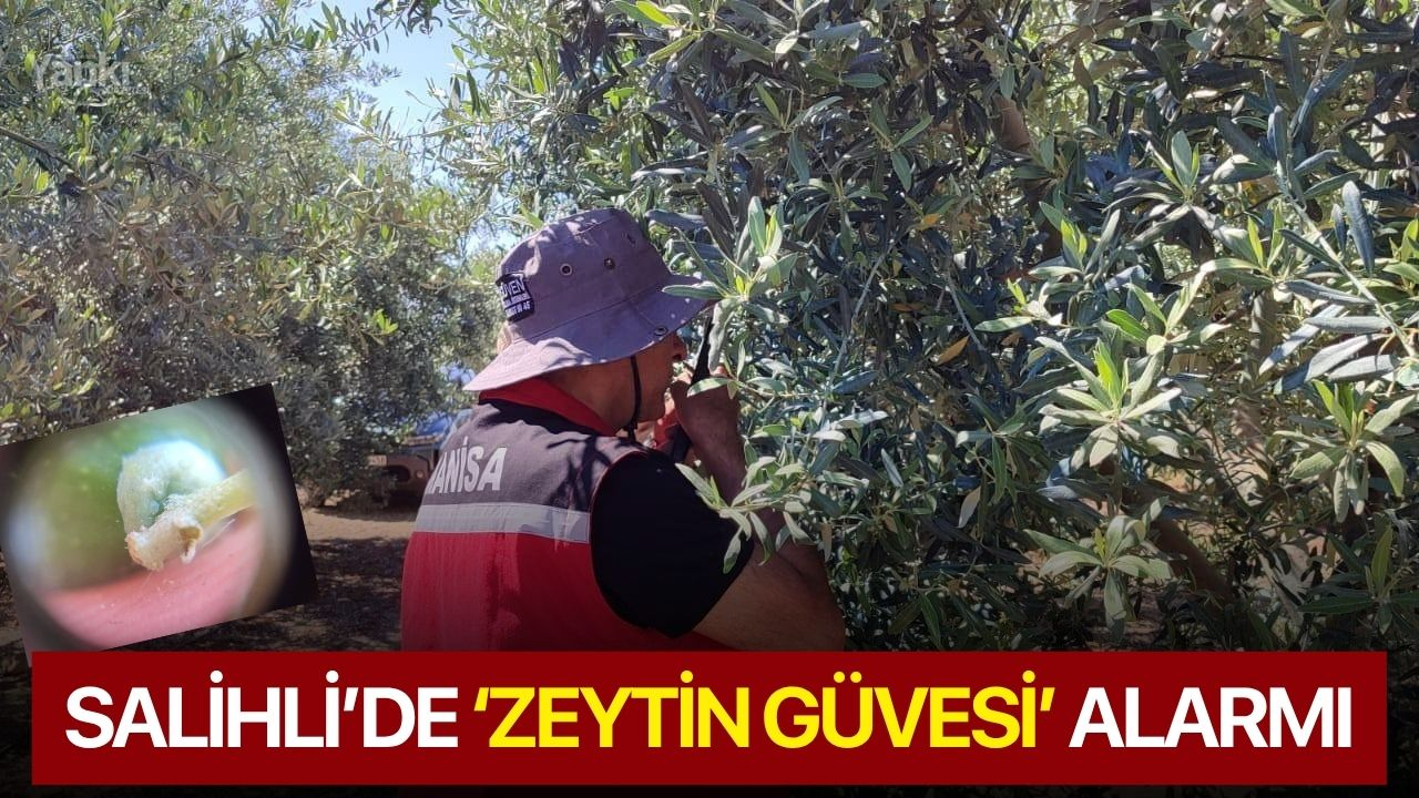 Salihli’de ‘zeytin güvesi’ alarmı
