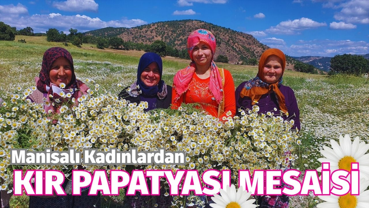 Manisalı Kadınlardan 'Kır Papatyası' Mesaisi
