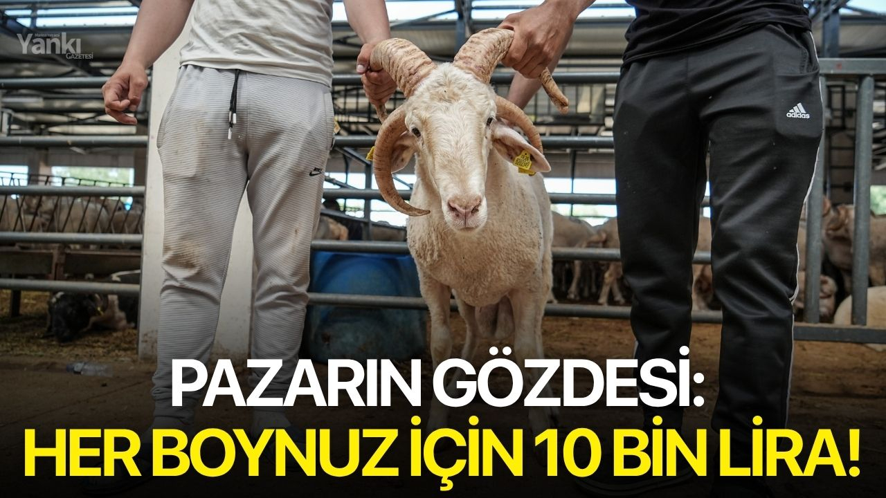 Pazarın gözdesi: Her boynuz için 10 bin lira!
