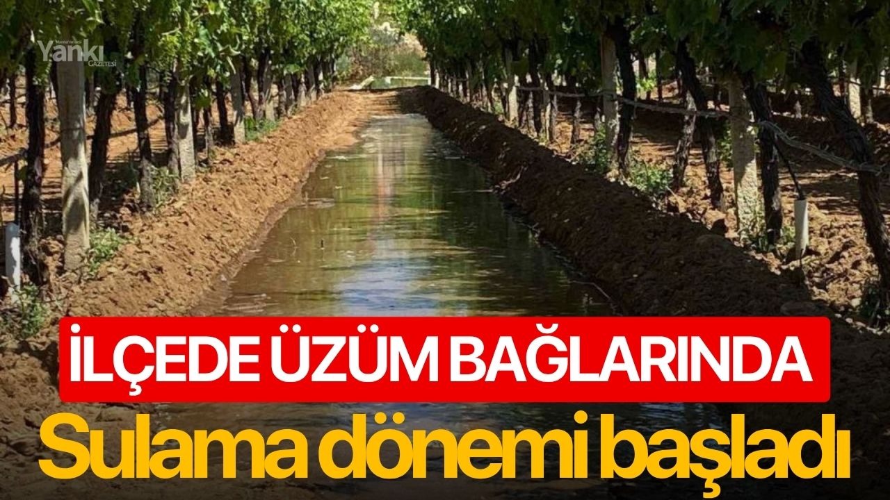 İlçede üzüm bağlarında sulama dönemi başladı