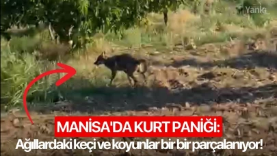 Manisa'da kurt paniği: Ağıllardaki keçi ve koyunlar bir bir parçalanıyor!