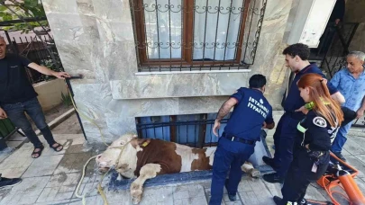 Bahçelievler’de kurbanlık boğayı kurtarma operasyonu