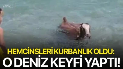 Hemcinsleri kurbanlık oldu: O deniz keyfi yaptı!