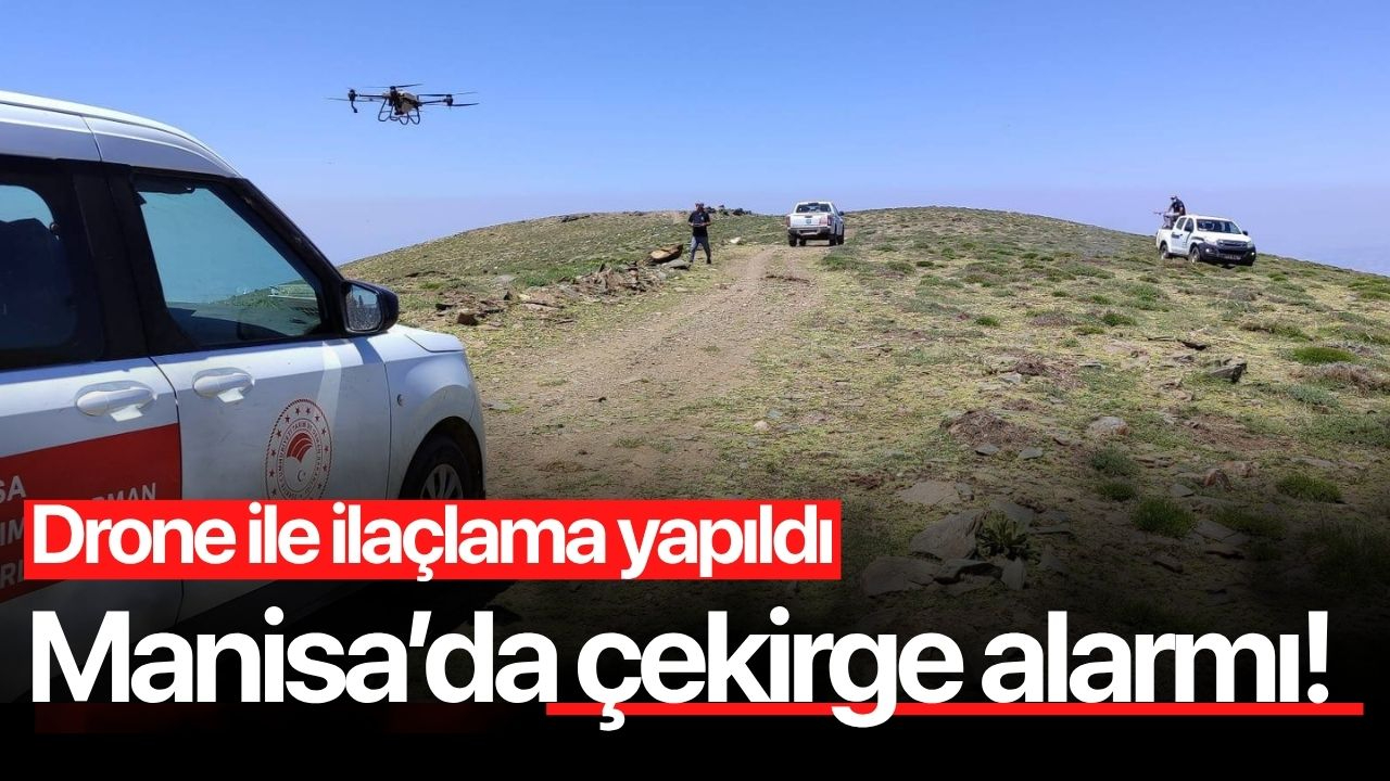 Manisa'da tarım arazilerinde çekirge alarmı! Drone ile ilaçlama yapıldı