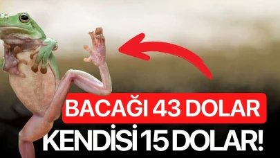 Bacağı 43 dolar kendisi 15 dolar!