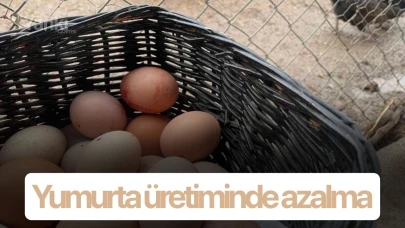 Yumurta üretiminde azalma
