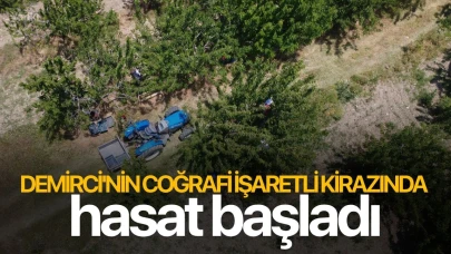 Demirci'nin coğrafi işaretli kirazında hasat başladı