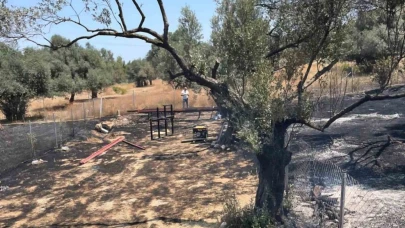 Foça’da ormanlık alanda çıkan yangın kontrol altında