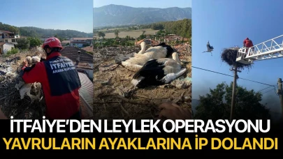 Ayaklarına ip dolanan leylek yavruları kurtarıldı