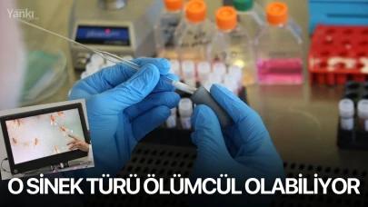O sinek türü ölümcül olabiliyor