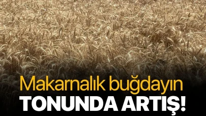 Makarnalık buğdayın tonunda artış!