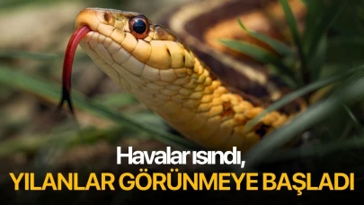 Havalar ısındı, yılanlar görünmeye başladı