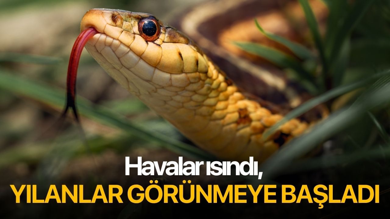 Havalar ısındı, yılanlar görünmeye başladı