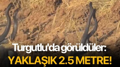 Turgutlu'da görüldü: Yaklaşık 2.5 metre!