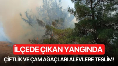 İlçede çıkan yangında çiftlik ve çam ağaçları alevlere teslim!