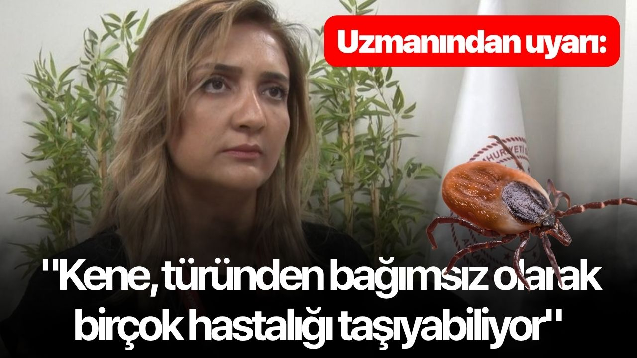 Uzmanından uyarı: "Kene, türünden bağımsız olarak birçok hastalığı taşıyabiliyor"