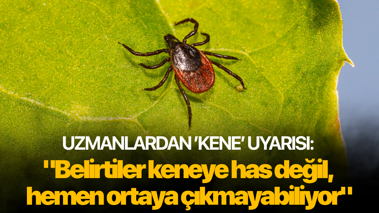 Uzmanlardan ’kene’ uyarısı: "Belirtiler keneye has değil, hemen ortaya çıkmayabiliyor"