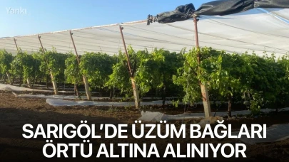 Sarıgöl’de üzüm bağları örtü altına alınıyor