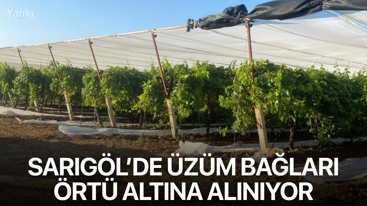 Sarıgöl’de üzüm bağları örtü altına alınıyor