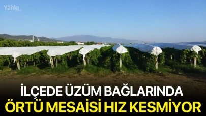 İlçede üzüm bağlarında örtü mesaisi hız kesmiyor