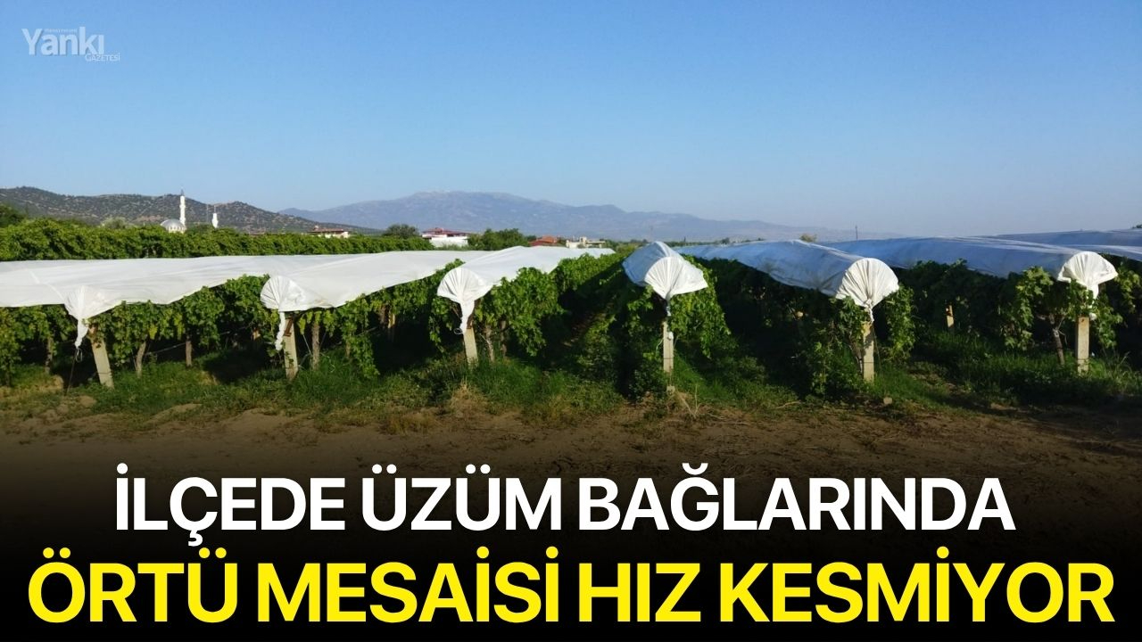 İlçede üzüm bağlarında örtü mesaisi hız kesmiyor