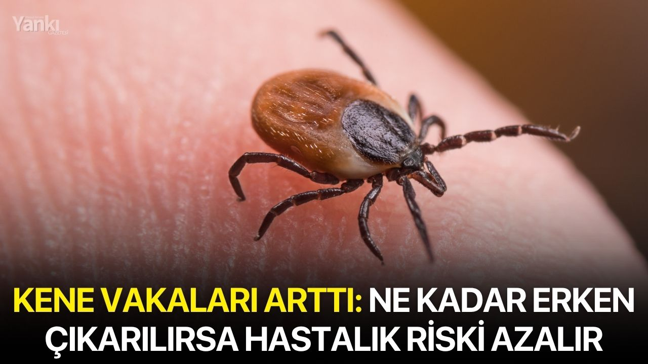 Kene vakaları arttı: Ne kadar erken çıkarılırsa hastalık riski azalır