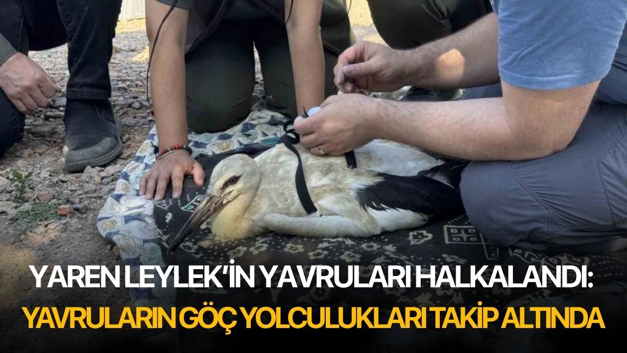 Yaren Leylek’in yavruları halkalandı: Yavruların göç yolculukları takip altında