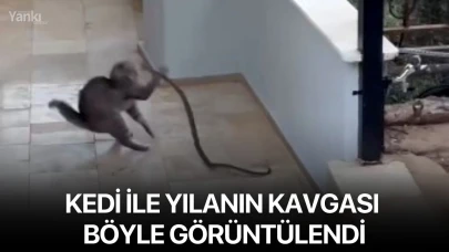 Kedi ile yılanın kavgası böyle görüntülendi