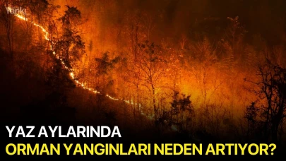 Yaz Aylarında Orman Yangınları Neden Artıyor?