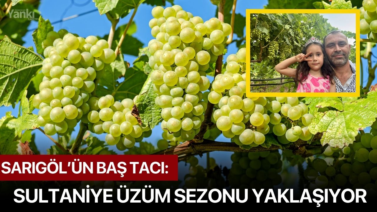 Sarıgöl’ün baş tacı: Sultaniye üzüm sezonu yaklaşıyor